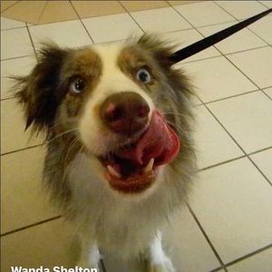 Meet your Posher, Wanda